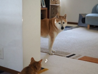 犬猫の駆け引き♪