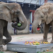 媛ちゃんの19歳のお誕生会♪ (2)