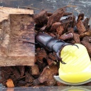 【コクワ】給餌