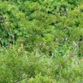 2026年9月3日の野鳥公園