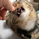ねこかます