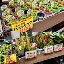 SONO水草パック販売速報(2026.4/23～:メイクマン豊見城店 様)