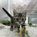 新人にゃんこのご紹介🐾ᵕ̈