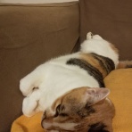 茶トラと三毛猫　　《“ちー”と“こなつ”日記》