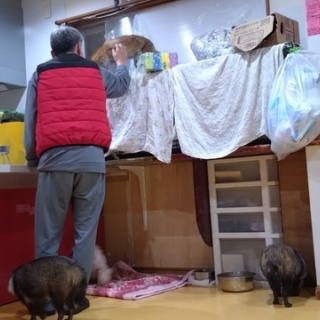 NPO犬猫みなしご救援隊・代表ブログ・みなしご庵へようこそ