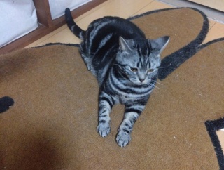 実物のﾈｺﾁｬﾝたちセカンド179