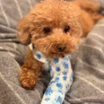 颯太の半熟日記