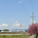 4月26日撮影　みどり湖にてリンゴの花と遅咲の1本桜より