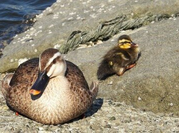 2026年7月15日の野鳥公園