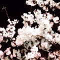 夜桜