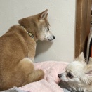 夏日からの、冷雨