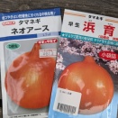 玉ねぎの種蒔き