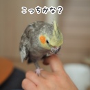 スリスリの位置をきめるニュー