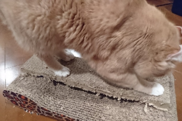 猫にゃんずの爪とぎ事情 のんちゃんが馬尾症候群になった後で 我が家の猫にゃんず
