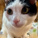 姉の家の猫の鈴ちゃんは、食べ物捜索探知猫