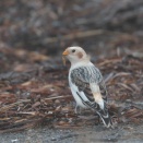 2週間ぶりのユキホオジロ　Snow Bunting