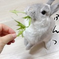 うさぎのルリ(5/14追記)