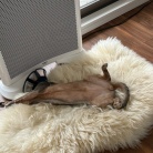 グレー兄弟の距離感