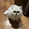 お留守番