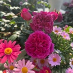 のばらのガーデニングブログ　Hana and Rose Garden+