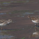 2羽のヒバリシギ Long-toed Stint