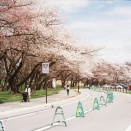 霞城公園の桜【山形県山形市】