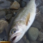 A trip and Lure fishing