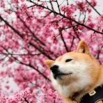 豆柴麦うた日記