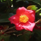 大寒桜にやってくるメジロを撮りたくて③