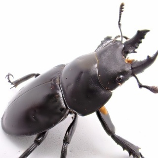 クワガタ備忘録