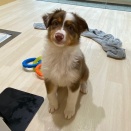 仔犬紹介