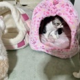 使わない猫ベッドを捨てようとしたら猫が・・・