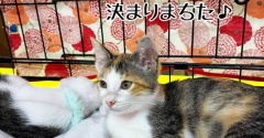 昨日は秘密結社ねこのひげ譲渡会♪