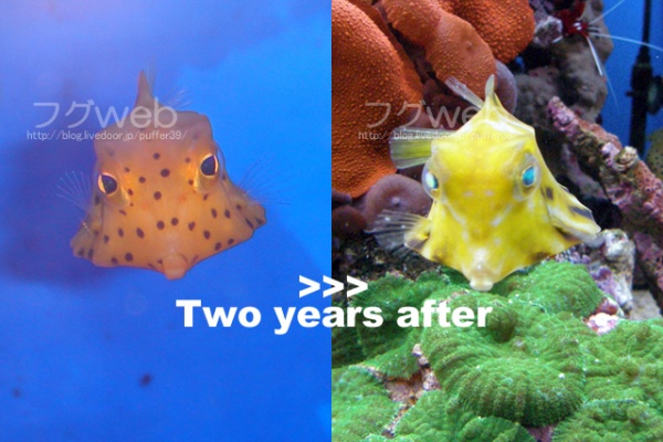 フグweb ハコフグとフグと海水魚と Second Season 07年04月