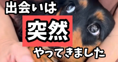 ポコとの出会い。