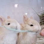 うのくらし