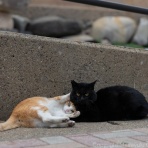 猫写真家・沖 昌之のブログ　野良ねこちゃんねる。　
