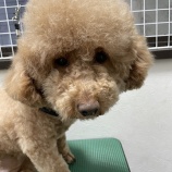 『トリミング中...あかねちゃんの目線が語ること👀』の画像