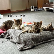 どちらさま☆もちっ子の来し方