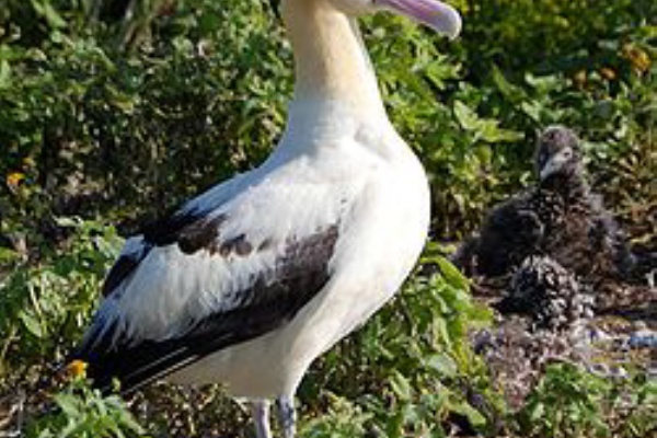 アホウドリ オキノタユウに改名する サイクリング ウォーキング