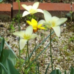 寅太郎の雑記帳