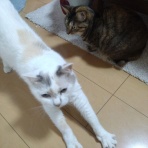 ﾈｺﾁｬﾝのﾆﾝｹﾞﾝ育成日記