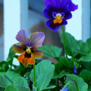 ブルーガーデンと花育て