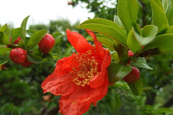 花信風 季節からのたより ざくろ