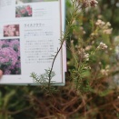 「図鑑の奥にある30年の物語」4回 「浜名湖花博グランプリとプロへの道」