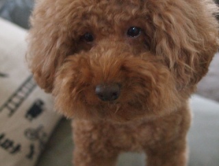 デカプーボンちゃんのハワイ土産はこれ！