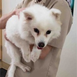 『ふうかちゃん、手術を行いました』の画像