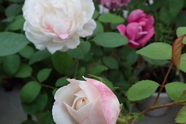 Heyモーの家庭菜園を楽しむ トウモロコシ