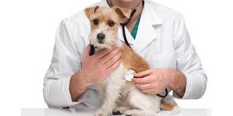 母の実家の犬が病気だというので会いに行ったらあまりの変わりように唖然とした。世話をしていた伯母に聞くと言い訳のオンパレードに神経疑った