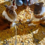 ボルゾイな生活